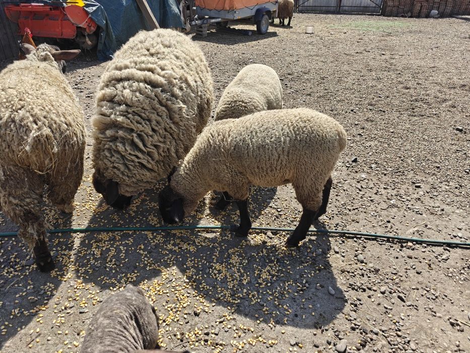 Mieluțe și berbecuți Suffolk