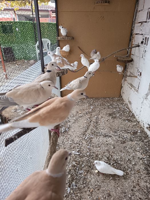 Гугутки смехурки