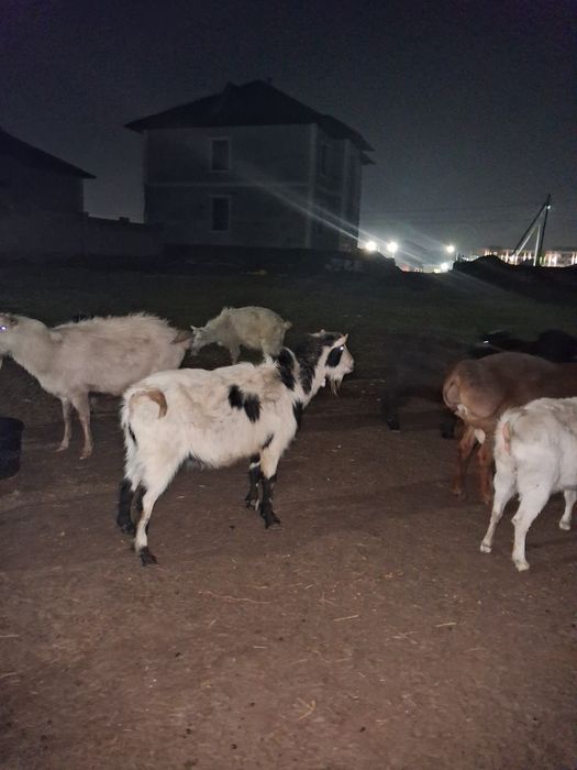 Ешкилер  текелер серкелер