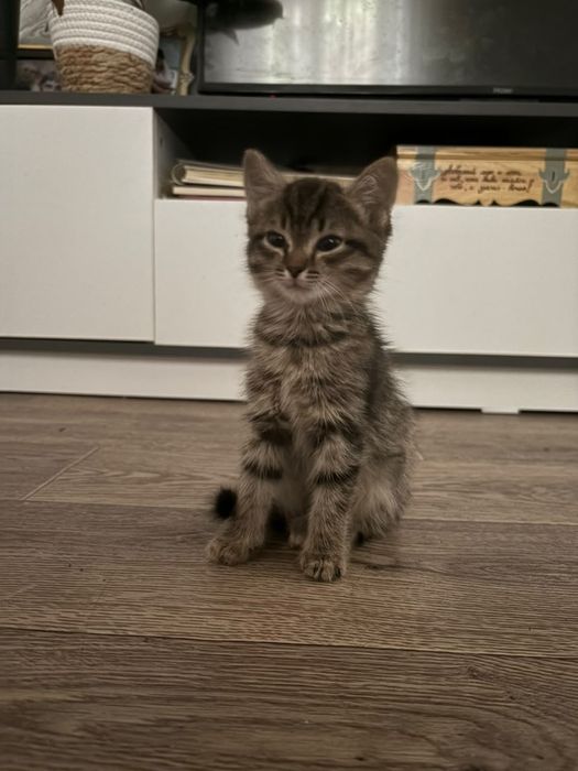 Отдам котят в хорошие руки