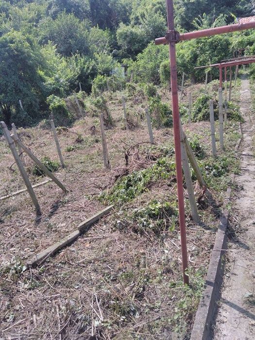 Косене -трева,храсти.Рязане на дървета.Извозване