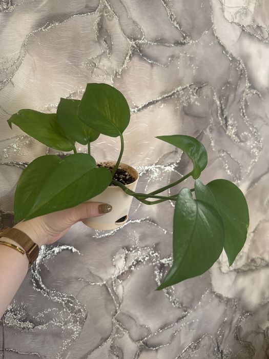 Эпипремнум. Сциндапсус.