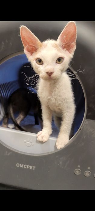 Браш кьдравокос момченце с родословие