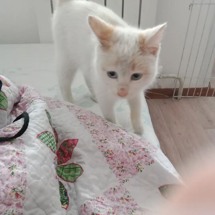 Отдам срочно котенка