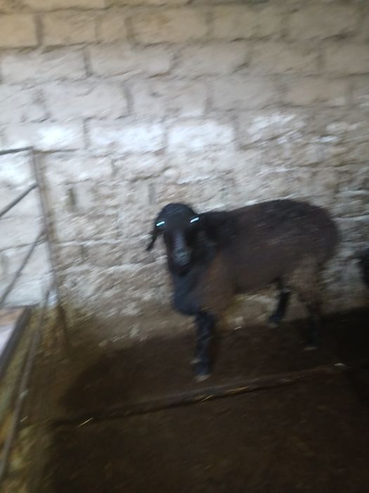 Qo'chqor va soliqlar sotiladi