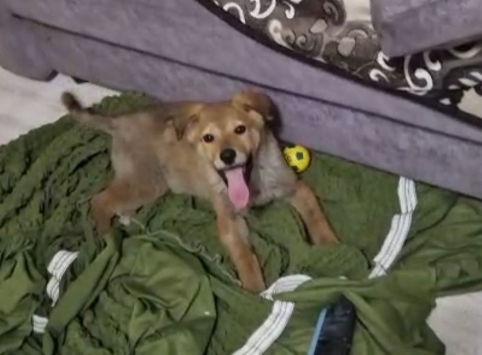 Щенок ищет любящую семью