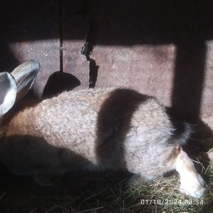 Quyonlar sotiladi zotli