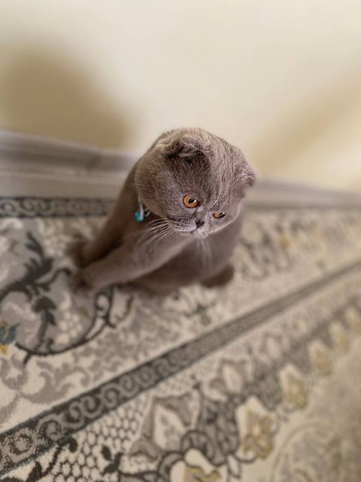 Скотиш фолд 1ёшда еркак