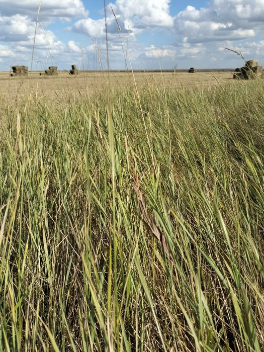 Сено шөп жақсы 500тенге