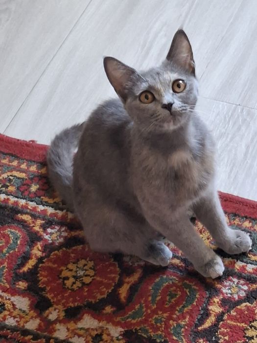 Zotli mushuk aqilli
