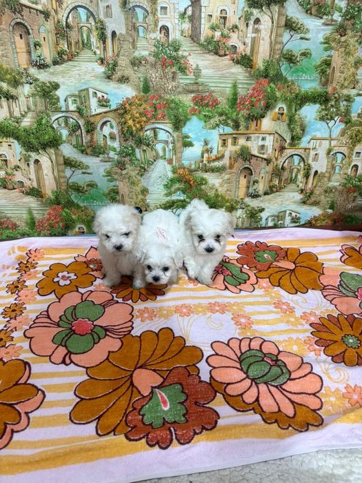 Продам щенков мальтипу