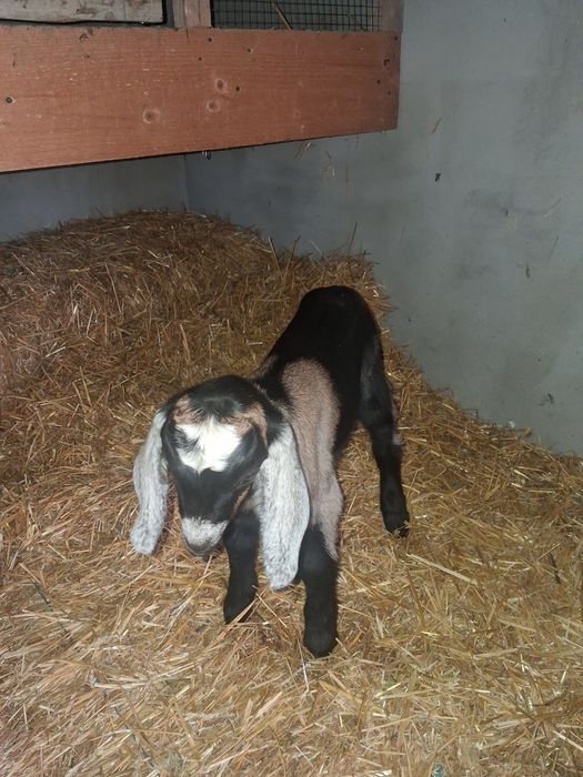 Vând Tapisor  Anglo Nubian