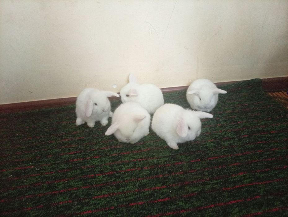 Karlik baran almaz glaz  toza qon.  Quyonchalar