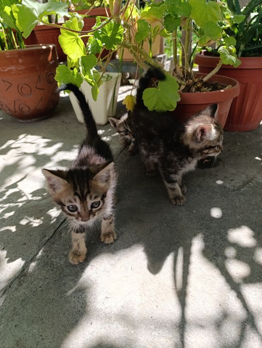 Отдам котят в хорошие руки