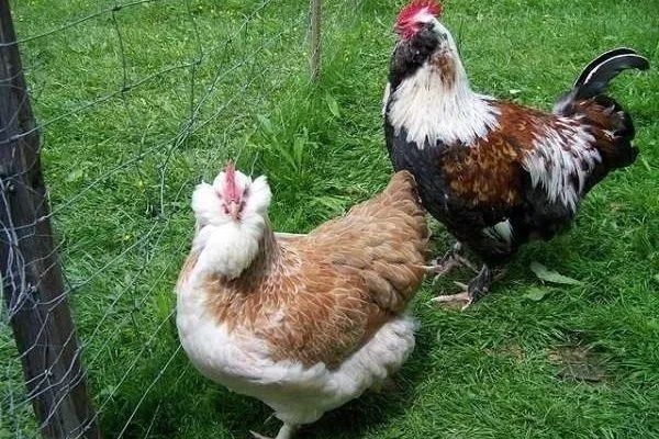 Салмон Фавероль зотли