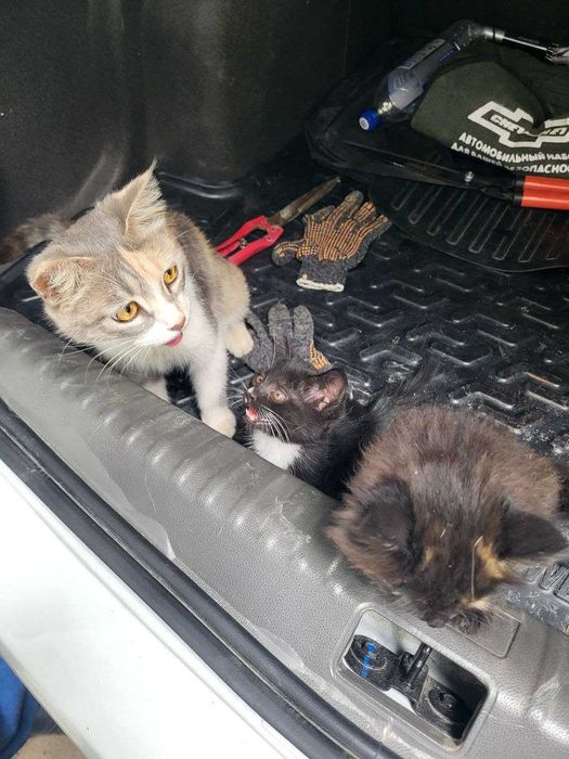 Отдам котят бесплатно