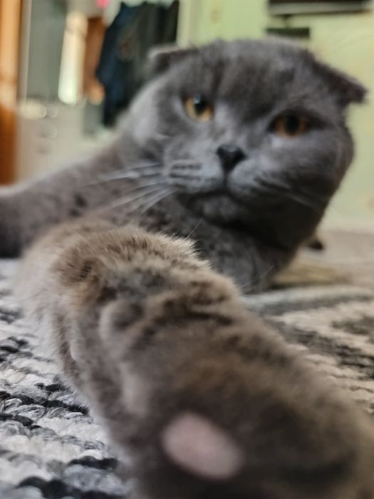 Красавчик Микки зовёт кошек на вязку