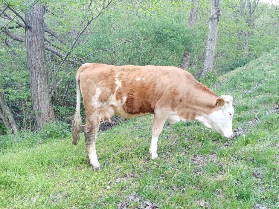 Junincă de vânzare