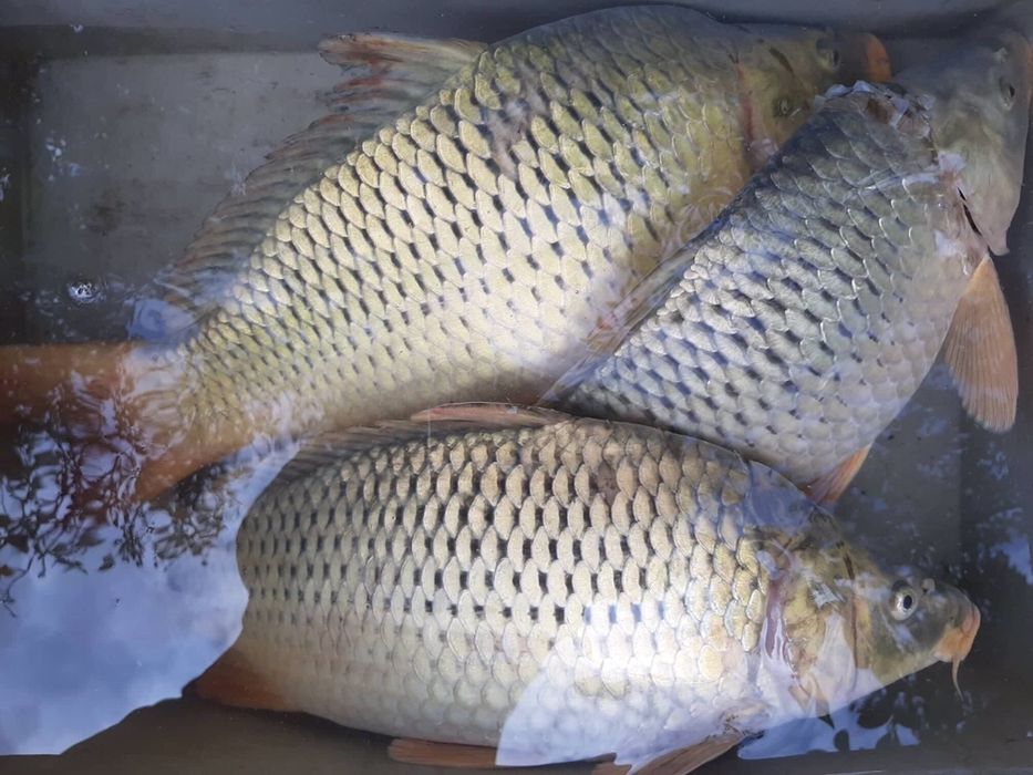 Продава се Парцел в Мизия - 21000 кв.м за 7 €/кв.м - Снимка #14