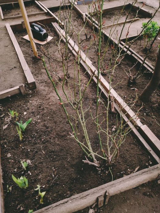 Продам цветы, рассада цветов