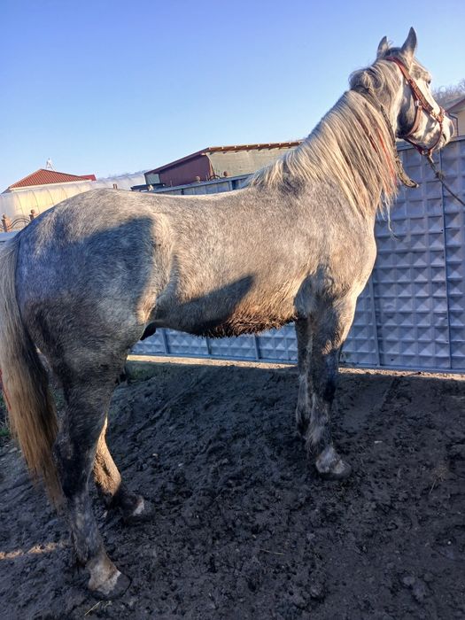 De vânzare cal castrat