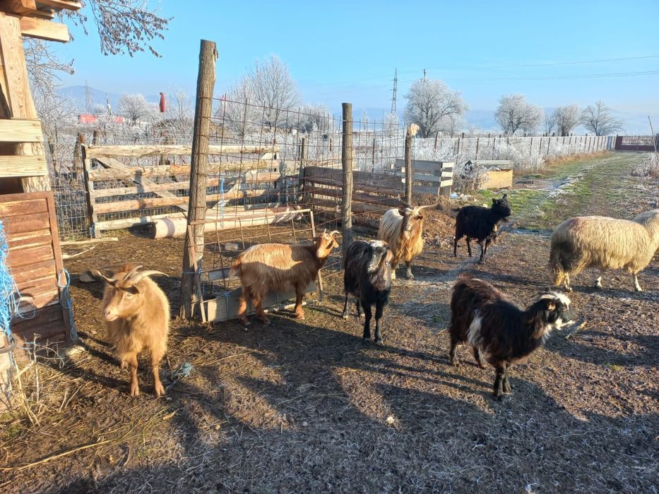 Vând  9  capre  cu 9  iezi