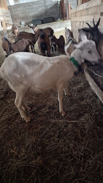 Capra Sannen originala,  cu ieduță, foarte buna de lapte