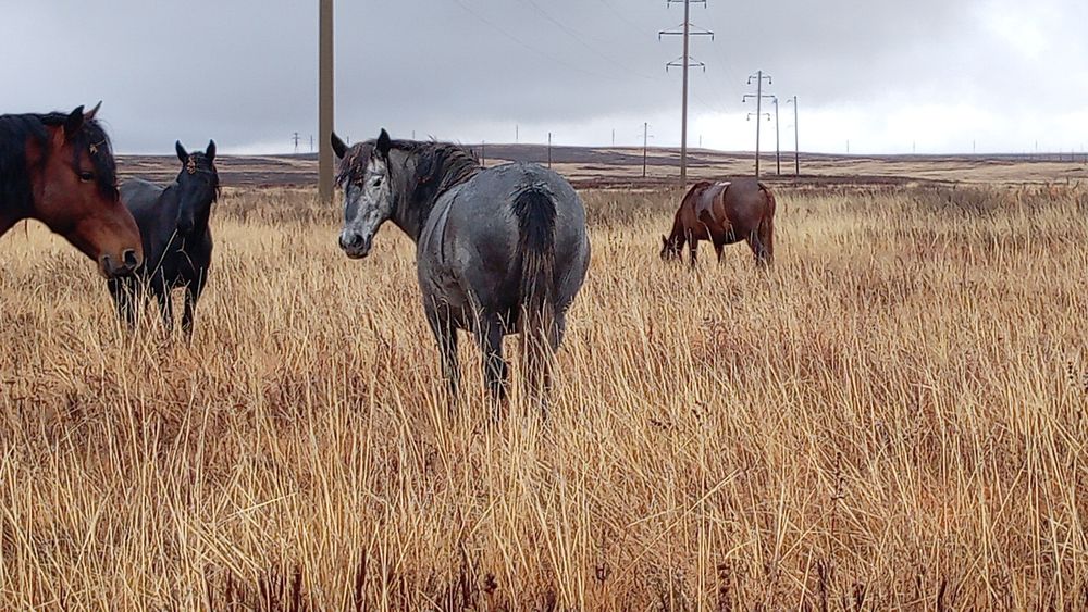 Анасы ұлымен жыныстық қатынасқа түседі