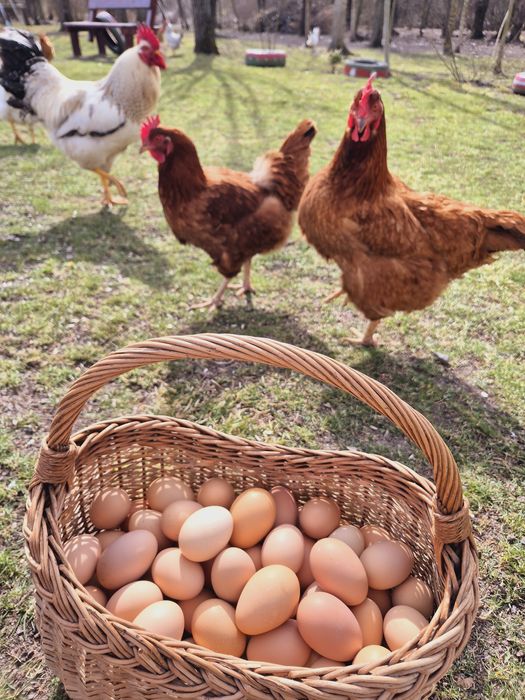 Ouă BIO de la găini crescute în libertate