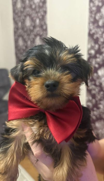 Йоркширский терьер