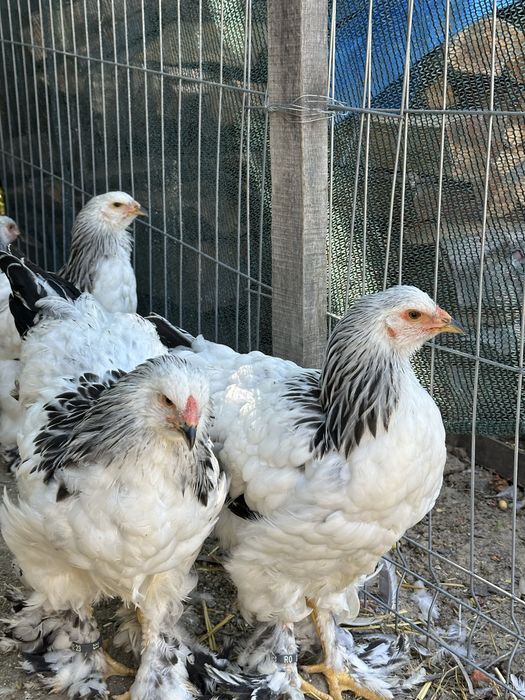 Disponibili tineret brahma herminat deschis