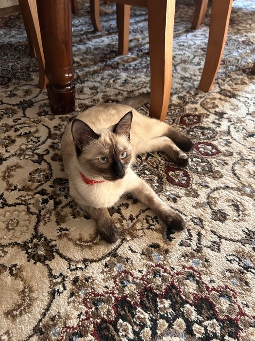 Вязка сиамской кошки