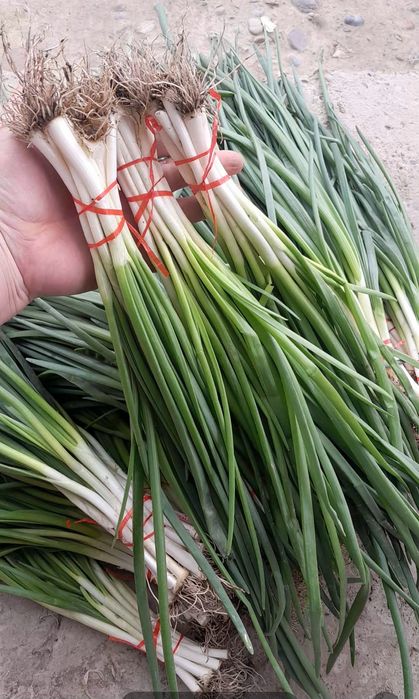 Продам зелёный лук