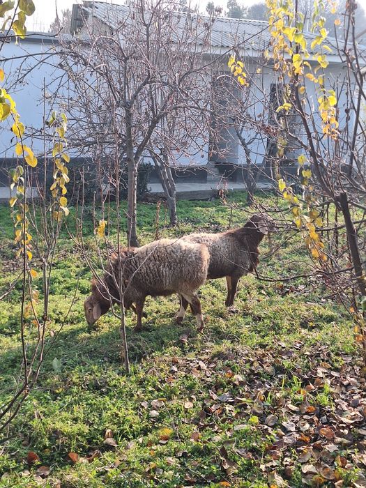 Куйлар сотилади атаман qoy arashan
