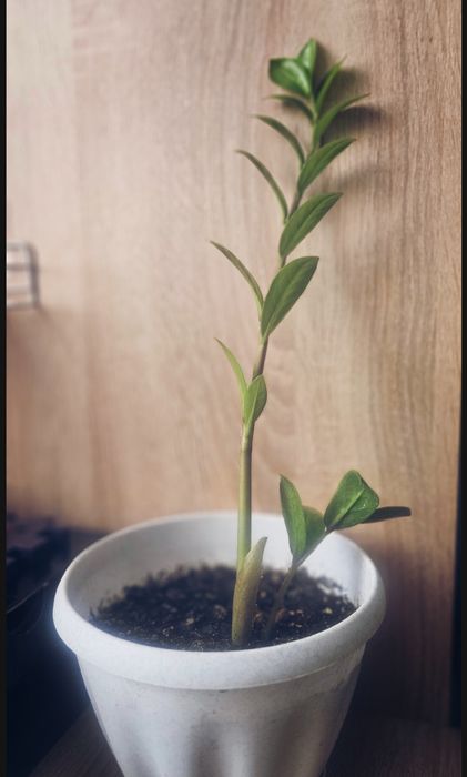 Долларовое дерево