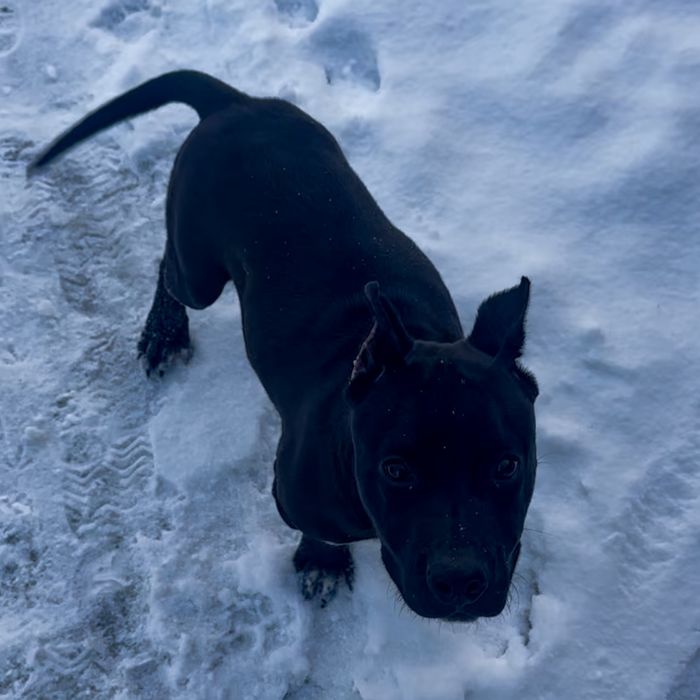 Американский стаффордширский терьер (АСТ)