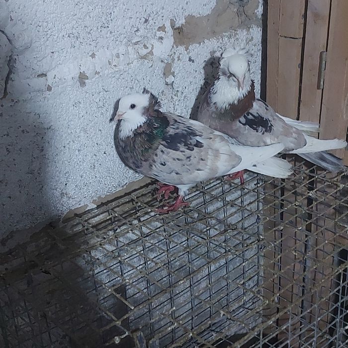 Мромор белагаловые пара лет с игрой