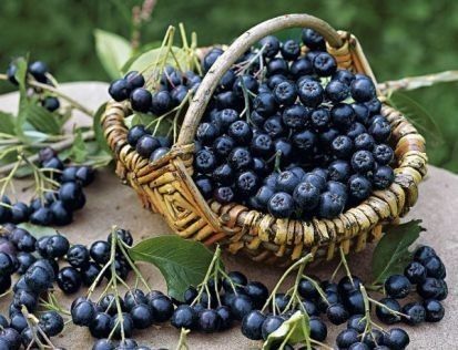 Arbusti Fructiferi (ARONIA )