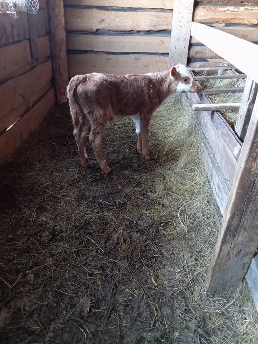 Продам бычок месяц