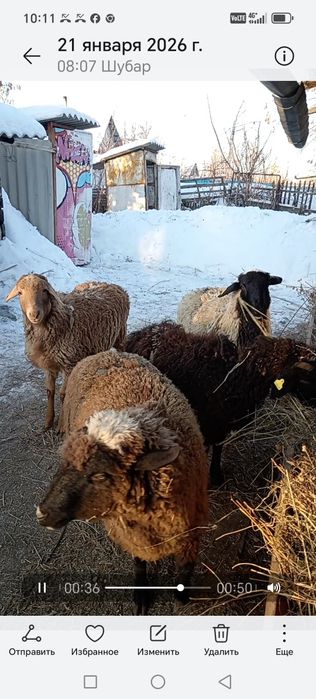 Бараны токтушки животное