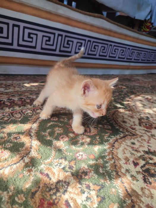 Отдам котят в хорошие руки