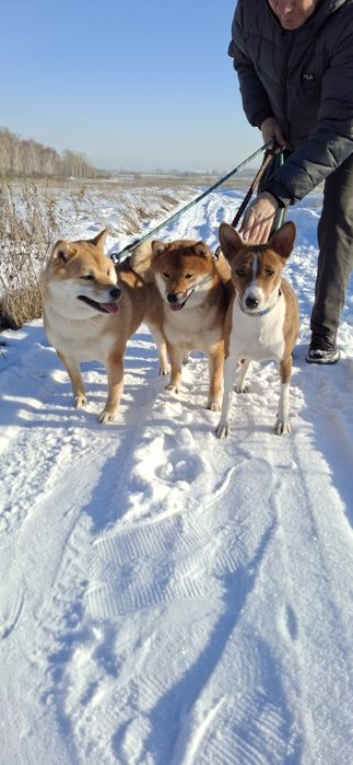 Щенки Сиба-ину Сибаину мальчики