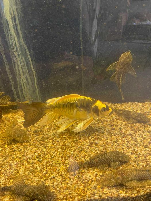 Риби кои / пеперуди/