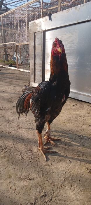 Dakan xoroz sotiladi