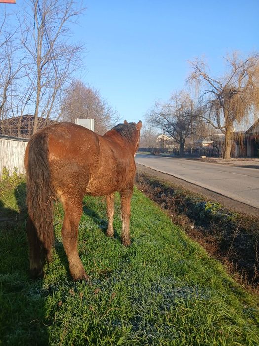 Vînd iapă tînără