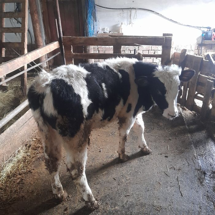 Vand un tauras intarcat