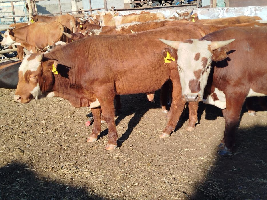 Бұқалар сатылады