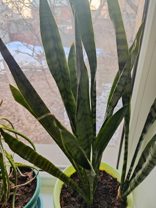 Комнатные растения