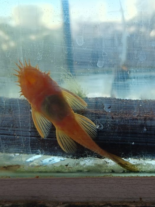 Сомики анциструсы Рэд самцы