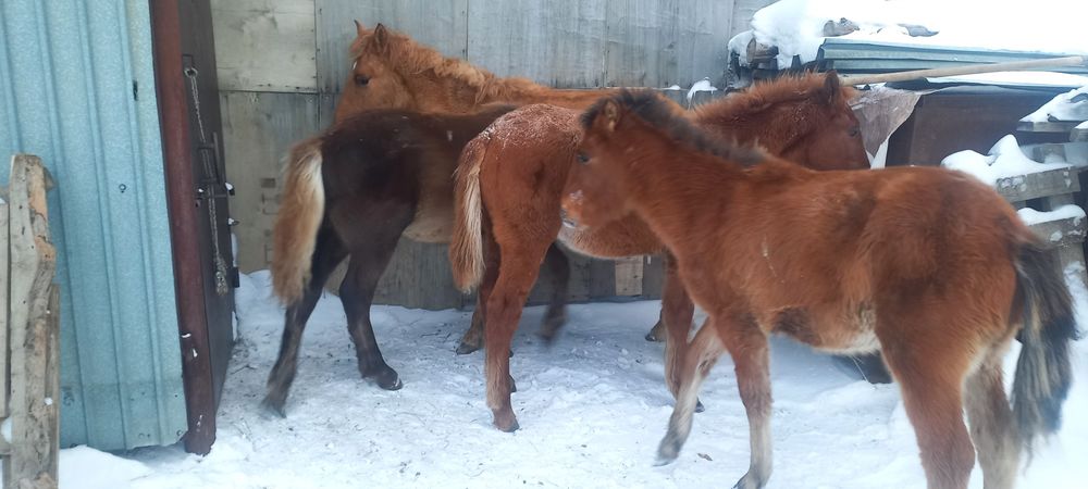 Жабагылар продам 4 штуки